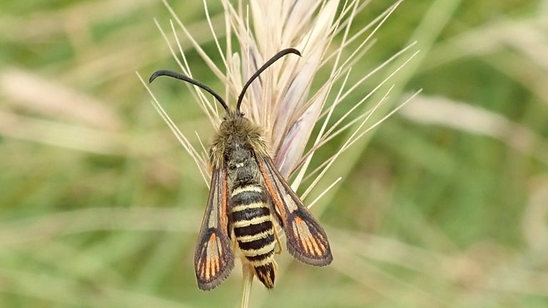 A large moth that mimics a wasp - with orange and black stripes and long antennae, perched on a grass stem